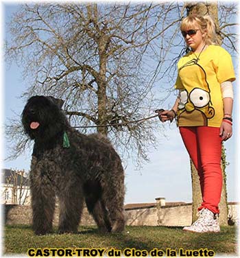 bouvier des flandres du clos de la luette - copyright déposé